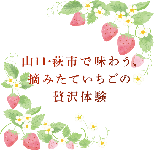 山口・萩市で味わう、摘みたていちごの贅沢体験